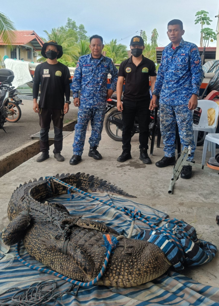 Penduduk Gempar Temui Buaya Tembaga Betina Bersama 55 Biji Telur Di Kebun