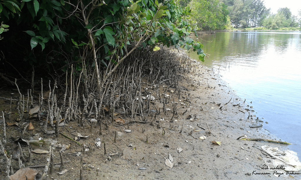 Kanak-Kanak 12 Tahun Maut Dibaham Buaya Ketika Cari Siput Di Sabah