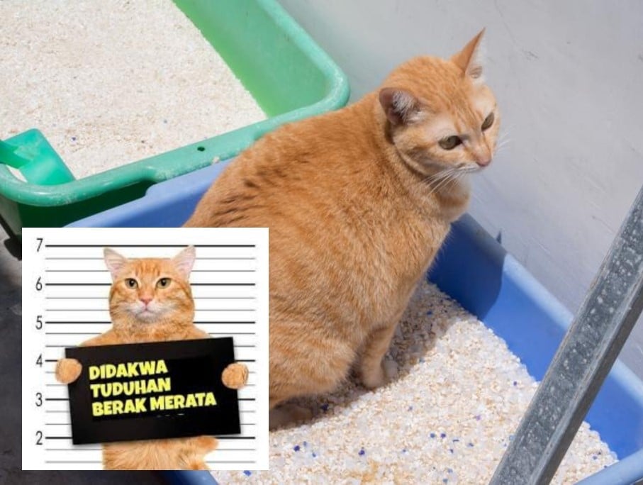 Kucing Jiran Berak Merata, Ketahui Bahawa Pemilik Boleh Dikenakan Saman Pihak Berkuasa