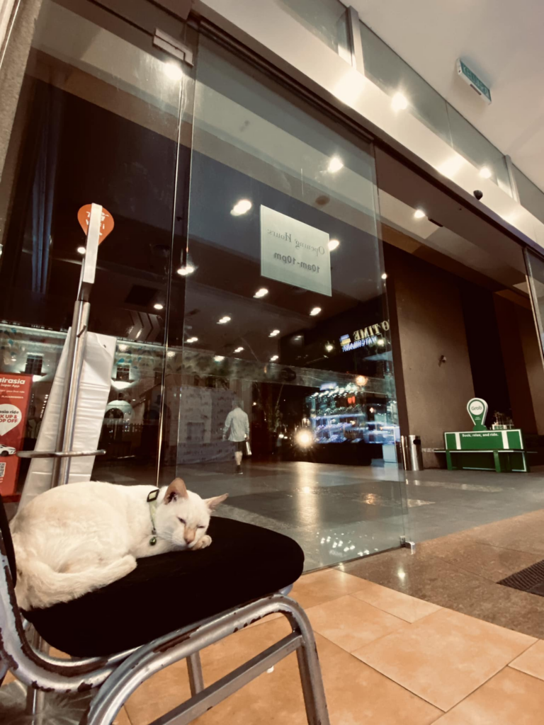 'Briefing Disampaikan Oleh Tuan Hassan', Gelagat Kucing Viral Di Plaza Merdeka Buat Netizen Terhibur