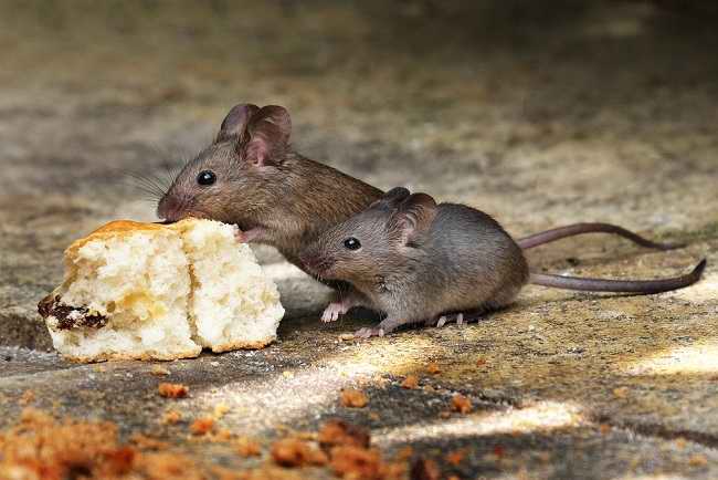 Warga Vietnam Cuba Seludup Masuk Tikus Salai Ke Dalam Malaysia Berjaya Ditumpas