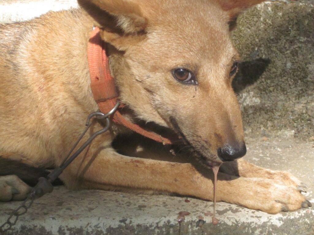 Saksi Dakwa Anjing Ganas Gigit Kaki 9 Orang Di BDC Tidak Tunjuk Gejala Rabies
