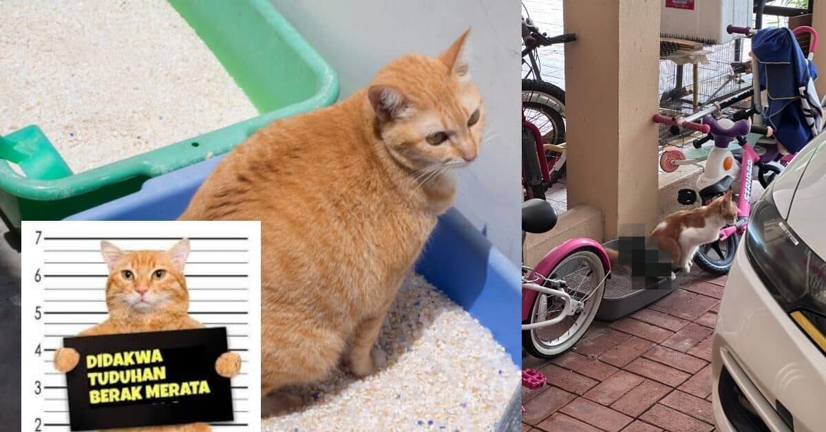 ucing Jiran Berak Merata, Ketahui Bahawa Pemilik Boleh Dikenakan Saman Pihak Berkuasa