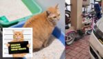 ucing Jiran Berak Merata, Ketahui Bahawa Pemilik Boleh Dikenakan Saman Pihak Berkuasa