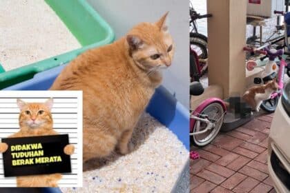 ucing Jiran Berak Merata, Ketahui Bahawa Pemilik Boleh Dikenakan Saman Pihak Berkuasa