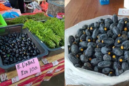 Dijual RM100 Sekilo, Ramai Tak Puas Hati Buah Dabai Dijual Pada Harga 'Kayangan'