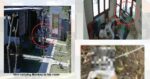 Dirakam CCTV Curi Anak Kucing Peliharaan Resort, Bekas Jururawat Didakwa Cekik Kucing Itu Hingga Maut