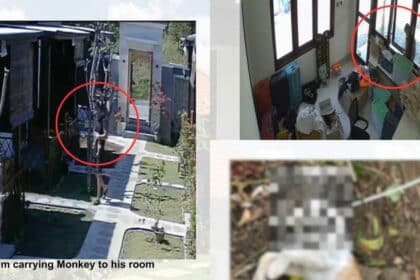 Dirakam CCTV Curi Anak Kucing Peliharaan Resort, Bekas Jururawat Didakwa Cekik Kucing Itu Hingga Maut