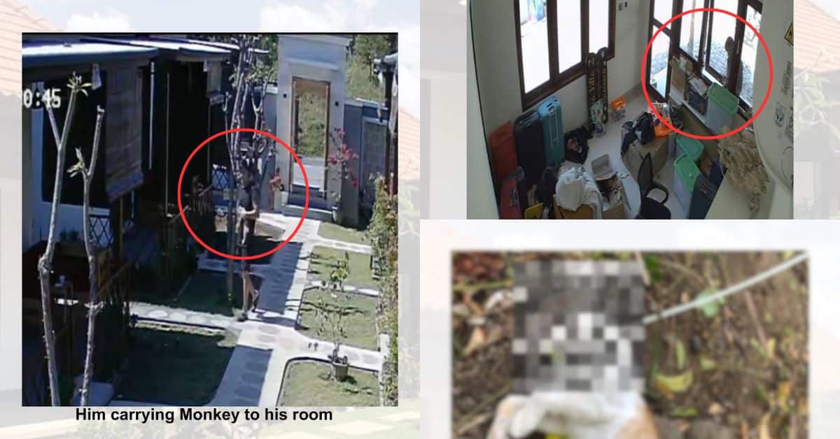 Dirakam CCTV Curi Anak Kucing Peliharaan Resort, Bekas Jururawat Didakwa Cekik Kucing Itu Hingga Maut