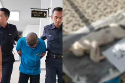 Gara-Gara Tembak Kucing Jiran Hingga Mati, Warga Emas Didenda RM20K