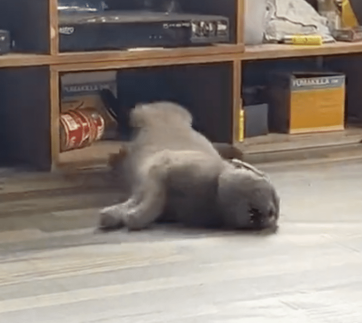 Manusia Tak Berhati Perut, Kucing Sawan Dibuat Lawak, Siap Nak Beri Minum Ketum