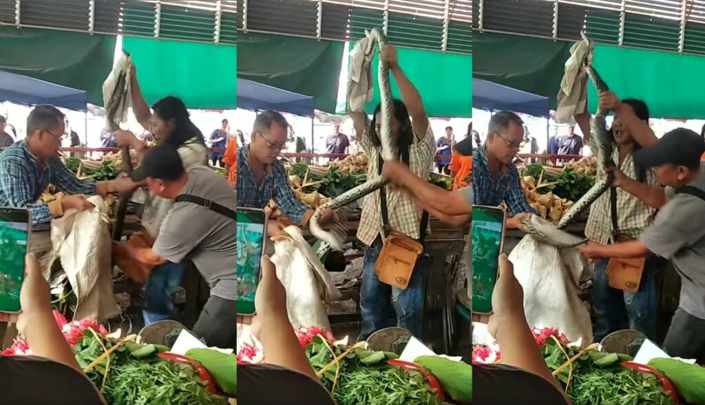 'Tok Baruknya Hero', Aksi Individu Ini Selamba Tangkap Ular Di Pasar Sarikei Raih Perhatian Netizen