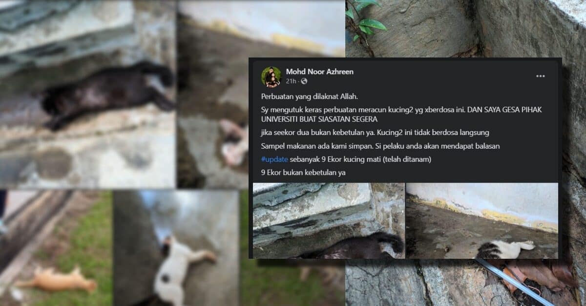 Tular 9 Ekor Kucing Mati Di Perkarangan Uni, Individu Ini Luah Geram Minta Siasat