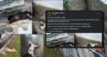 Tular 9 Ekor Kucing Mati Di Perkarangan Uni, Individu Ini Luah Geram Minta Siasat