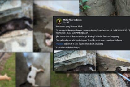 Tular 9 Ekor Kucing Mati Di Perkarangan Uni, Individu Ini Luah Geram Minta Siasat
