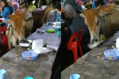 [VIDEO] 'Lembu Pun Dijemput,' Seekor Sapi 'Jemput Diri' Ke Majlis Kahwin Di Sabah Buat Netizen Terhibur