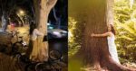 Wanita Dakwa Peluk Pokok Boleh Hilangkan Tekanan, Kurangkan Stress