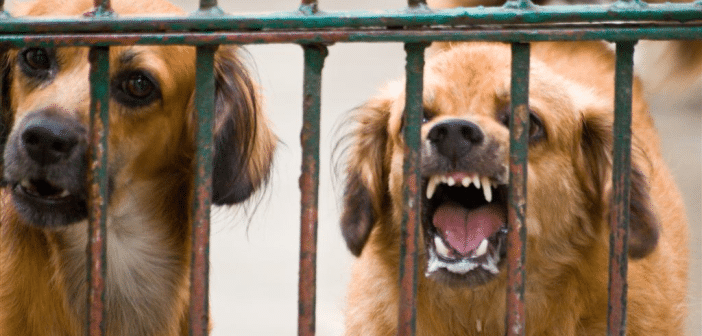 Tak Cukup Staf, Warga Emas Berang 'Ditolak' Terima Rawatan Rabies Di Pusat Kesihatan Sarawak