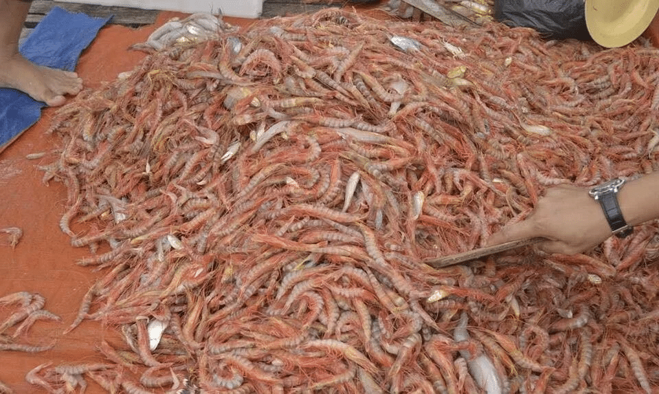 Harga Boleh Cecah Ratusan Ringgit Sekilo, Ketahui Sesar Unjur Makanan Unik Di Sarawak
