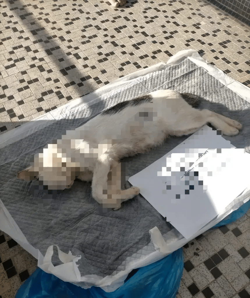 Gara-Gara Tembak Kucing Jiran Hingga Mati, Warga Emas Didenda RM20K