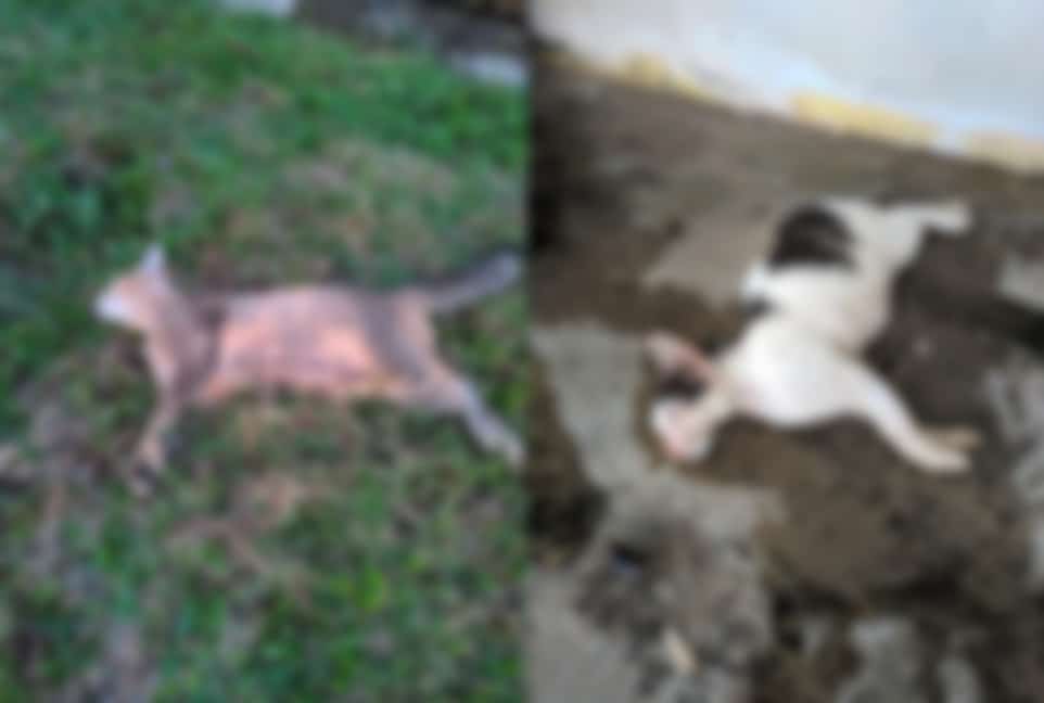 Tular 9 Ekor Kucing Mati Di Perkarangan Uni, Individu Ini Luah Geram Minta Siasat