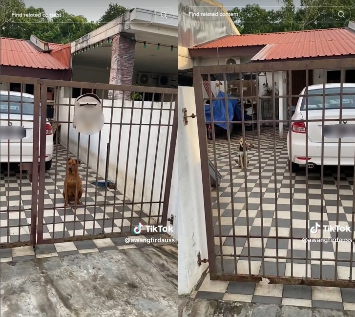 Siap Ada Gelongsor, Abang Foodpanda Di Miri Bagi Makan Anjing Peliharaan Buat Netizen Terhibur