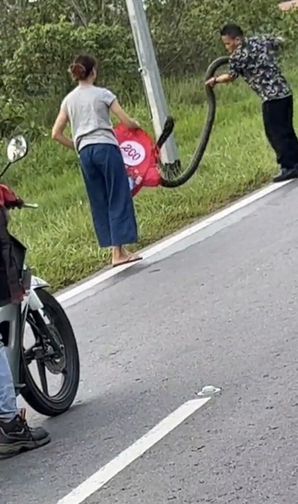 'Guna Beg Ecoshop', Netizen Terkejut Lihat Video Orang Sarawak Selamba Tangkap Ular Tedung Di Tepi Jalan Ini