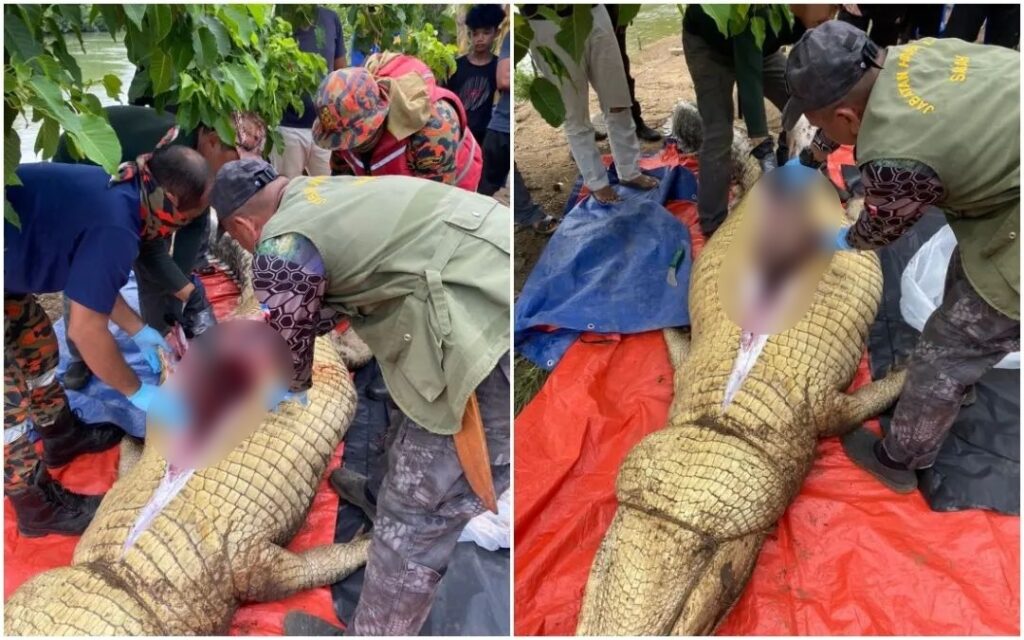 Warga Emas Hilang Di Tawau, Rupanya Dibaham Buaya Raksasa Seberat 800 Kilogram