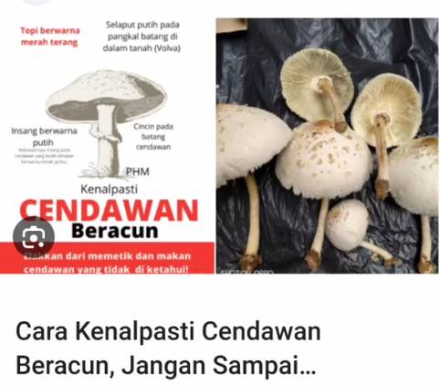 Masak Cendawan Dikutip Di Halaman Rumah Untuk Konten, Satu Keluarga Dikejarkan Ke Hospital