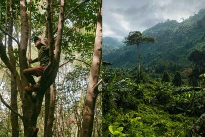 Bertengkar Dengan Adik, Kanak-Kanak 11 Tahun Merajuk Lari Ke Hutan Ditemui Selamat Di Sabah