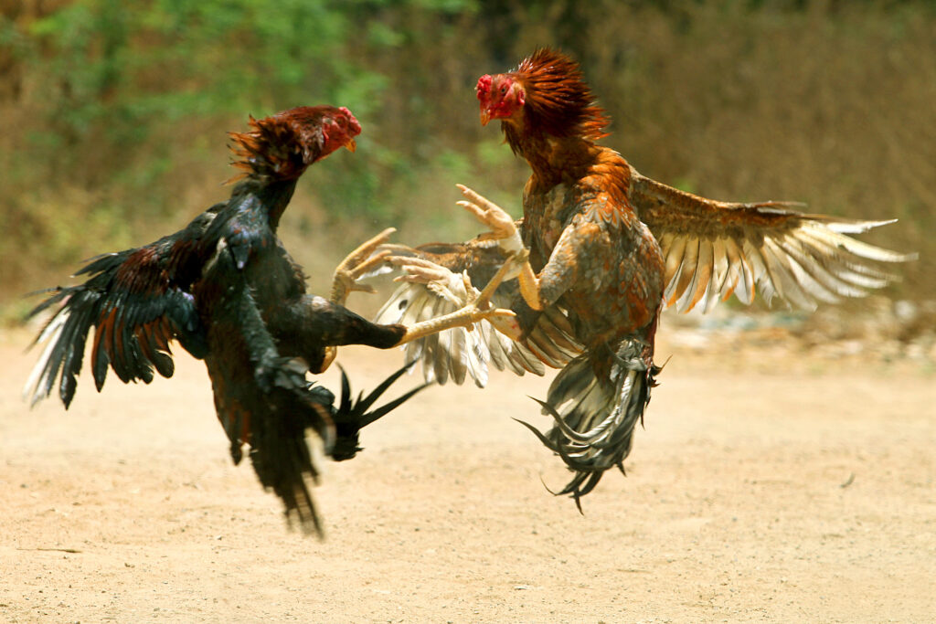 Polis Menahan 12 Individu, Termasuk Tiga Wanita Kerana Sabung Ayam Di Tawau