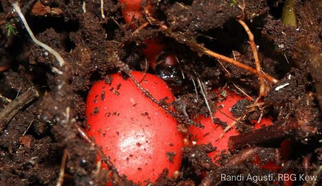 Spesies Sawit 'Rare', Baru Ditemui Berbunga Di Bawah Tanah Di Borneo