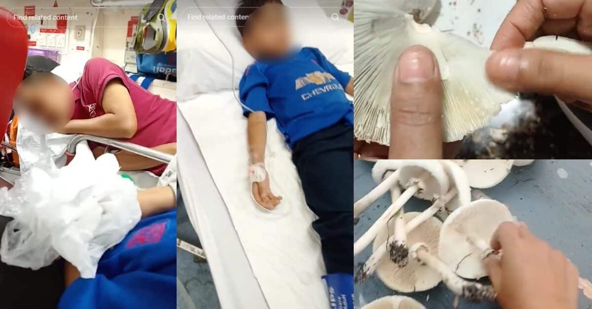 Masak Cendawan Dikutip Di Halaman Rumah Untuk Konten, Satu Keluarga Dikejarkan Ke Hospital