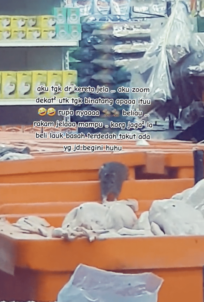 Tikus Makan Ayam Mentah Dalam Kedai Runcit, Netizen Bimbang Dapat Penyakit Kencing Tikus