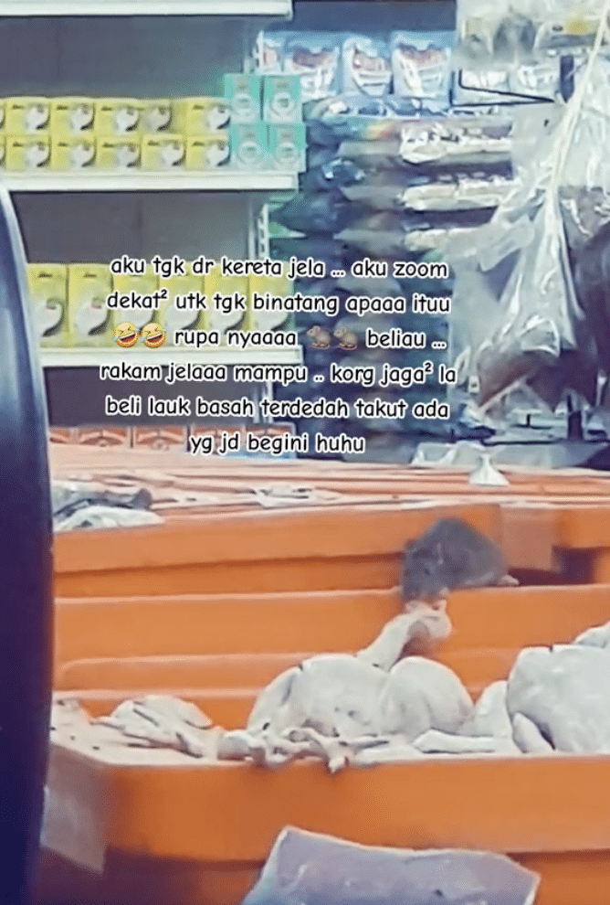 Tikus Makan Ayam Mentah Dalam Kedai Runcit, Netizen Bimbang Dapat Penyakit Kencing Tikus