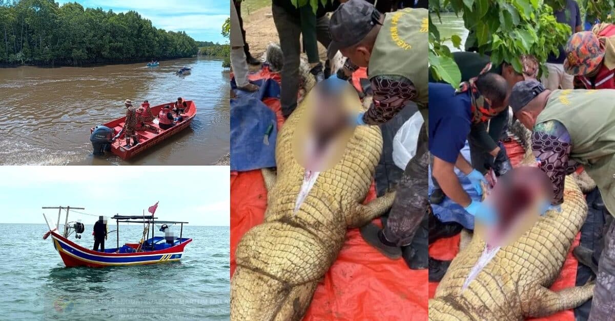 Warga Emas Hilang Di Tawau, Rupanya Dibaham Buaya Raksasa Seberat 800 Kilogram
