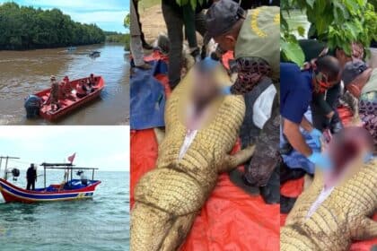 Warga Emas Hilang Di Tawau, Rupanya Dibaham Buaya Raksasa Seberat 800 Kilogram