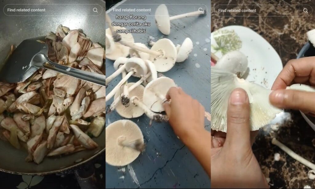 Masak Cendawan Dikutip Di Halaman Rumah Untuk Konten, Satu Keluarga Dikejarkan Ke Hospital