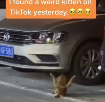 Kucing Dianiaya, Terpaksa Berjalan Gunakan Dua Kaki Tegak Ke Atas