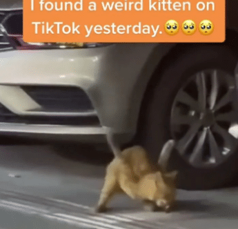 Kucing Dianiaya, Terpaksa Berjalan Gunakan Dua Kaki Tegak Ke Atas