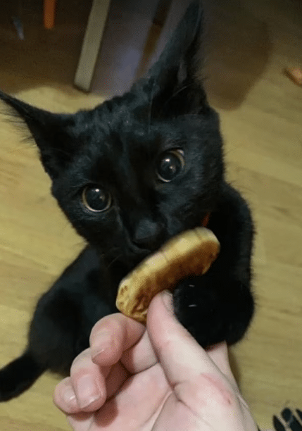 Lelaki Dera Anak Kucing, Rendam Dengan Bahan Peluntur Dan Siram Air Panas