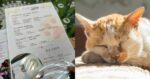 Kenakan Bayaran Lebih RM3K, Syarikat Dikecam Tawar Servis Kebumi Kucing ‘Cara Islam’