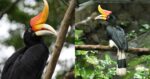 Kenali Rhinoceros Hornbill, Burung Enggang Badak Kebanggaan Warga Bumi Kenyalang