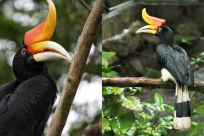 Kenali Rhinoceros Hornbill, Burung Enggang Badak Kebanggaan Warga Bumi Kenyalang