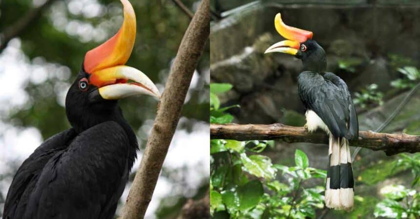 Kenali Rhinoceros Hornbill, Burung Enggang Badak Kebanggaan Warga Bumi Kenyalang