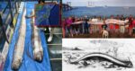 Muncul Ikan Naga Laut Petanda Bakal Ada Tsunami Dan Gempa Bumi Hanyalah Mitos, Ini Kajian Penyelidik