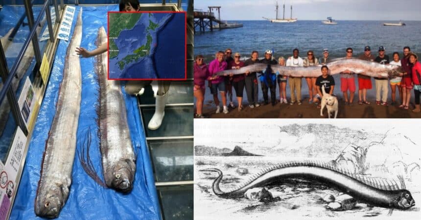 Muncul Ikan Naga Laut Petanda Bakal Ada Tsunami Dan Gempa Bumi Hanyalah Mitos, Ini Kajian Penyelidik