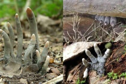 Persis Jari Mayat, Ketahui Cendawan Dead Man's Fingers Yang Menyeramkan
