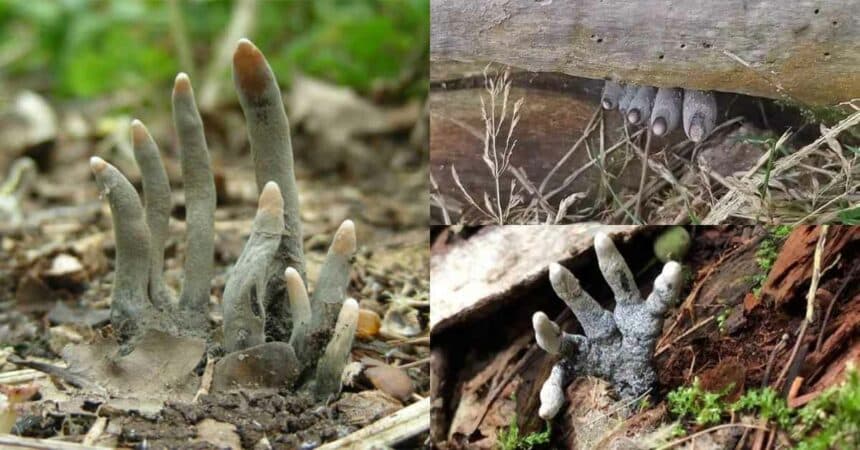 Persis Jari Mayat, Ketahui Cendawan Dead Man's Fingers Yang Menyeramkan