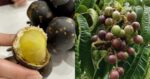 Persis Longan Dengan Rasa Durian, Ketahui Buah Kristal Kesukaan Warga Sarawak